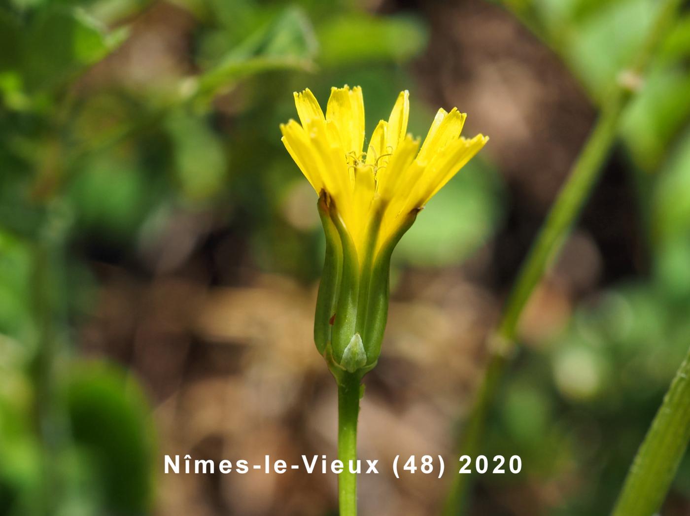 Hawk's-beard, Small-flowered flower